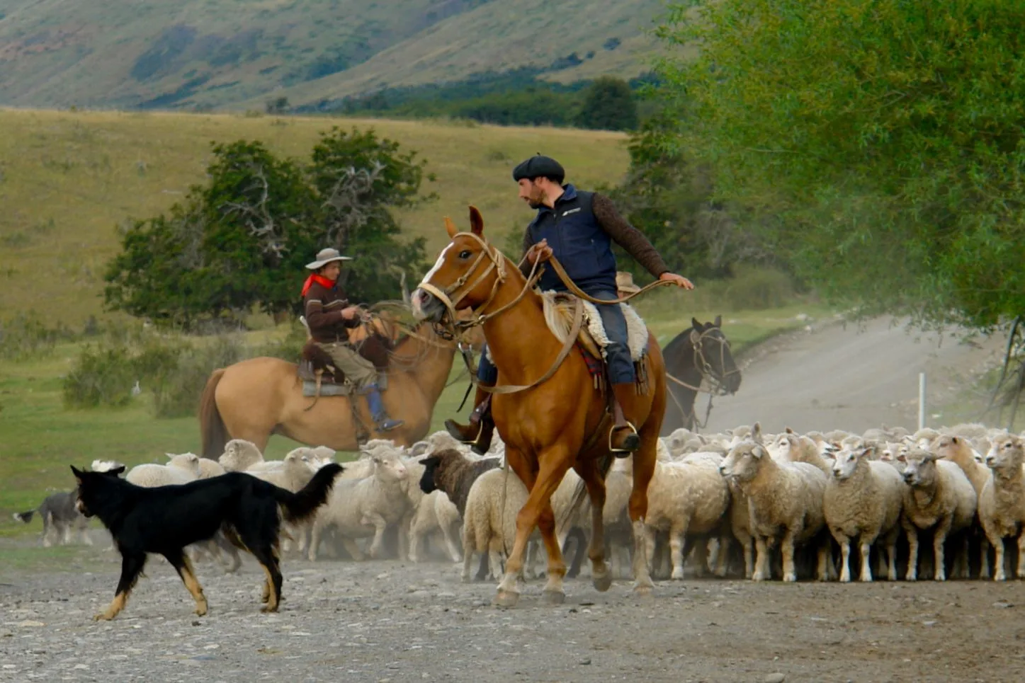 Gauchos mustering sheep in Patagonia (Argentina).